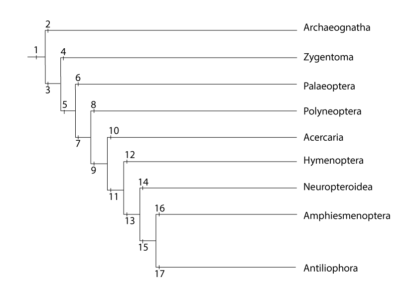 Biologia dos Insetos: Hymenoptera